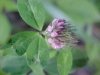 Red Clover (Trifolium pratense)