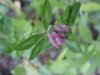 Red Clover (Trifolium pratense)
