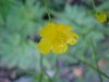 Common Buttercup (Ranunculus acris)