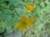 Common Buttercup (Ranunculus acris)