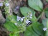 Common Speedwell (Veronica officinalis)