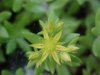 Stringy Stonecrop, Yellow Moss, Graveyard Moss (Sedum sarmentosum) - thanks to Gottfried Unger for correction: was misidentified as Wild Stonecrop (Sedum ternatum)