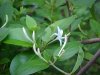 Japanese Honeysuckle (Lonicera japonica)