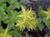 Stringy Stonecrop, Yellow Moss, Graveyard Moss (Sedum sarmentosum) - thanks to Gottfried Unger for correction: was misidentified as Wild Stonecrop (Sedum ternatum)