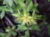 Stringy Stonecrop, Yellow Moss, Graveyard Moss (Sedum sarmentosum) - thanks to Gottfried Unger for correction: was misidentified as Wild Stonecrop (Sedum ternatum)