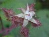 Of the Wild Red Raspberry family (Rubis idaeus)