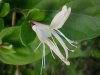 Japanese Honeysuckle (Lonicera japonica)