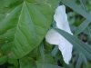 Field Bindweed (Convolvulus arvensis)