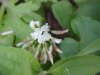 White Clover; Dutch Clover (Trifolium repens)