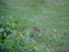 Chipmunks of LDEO, Columbia Univ., Palisades, N.Y., USA