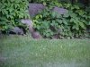 Chipmunks of LDEO, Columbia Univ., Palisades, N.Y., USA