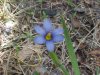 Out of focus Blue-eyed Grass (Sisyrinchium angustifolium)