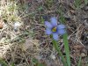 Out of focus Blue-eyed Grass (Sisyrinchium angustifolium)