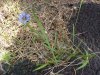 Blue-eyed Grass (Sisyrinchium angustifolium)