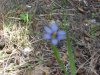 Out of focus Blue-eyed Grass (Sisyrinchium angustifolium)