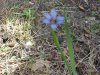 Out of focus Blue-eyed Grass (Sisyrinchium angustifolium)