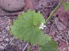 Garlic Mustard (Alliaria petiolata)