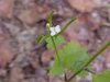 Garlic Mustard (Alliaria petiolata)