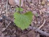 Garlic Mustard (Alliaria petiolata)