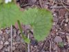 Garlic Mustard (Alliaria petiolata)