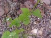 Garlic Mustard (Alliaria petiolata)