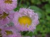 Philadelphia Fleabane (Erigeron philadelphicus)