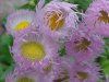 Philadelphia Fleabane (Erigeron philadelphicus)