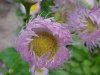 Philadelphia Fleabane (Erigeron philadelphicus)