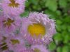 Philadelphia Fleabane (Erigeron philadelphicus)