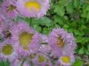 Philadelphia Fleabane (Erigeron philadelphicus)