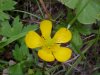Common Buttercup (Ranunculus acris)