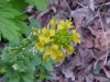 Common Wintercress (Babarea vulgaris)