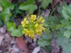 Common Wintercress (Babarea vulgaris)