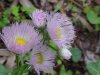 Philadelphia Fleabane (Erigeron philadelphicus)