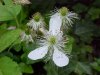 Allegheny Blackberry  (Rubus allegheniensis porter agg)