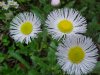 Philadelphia Fleabane (Erigeron philadelphicus)