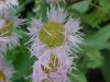 Philadelphia Fleabane (Erigeron philadelphicus)
