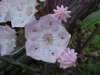 Mountain Laurel (Kalmia latifolia)