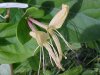Japanese Honeysuckle (Lonicera japonica)