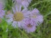 Philadelphia Fleabane (Erigeron philadelphicus)
