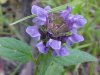 Heal-all; Self-heal (Prunella vulgaris)