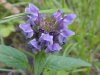 Heal-all; Self-heal (Prunella vulgaris)