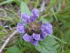 Heal-all; Self-heal (Prunella vulgaris)