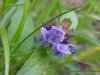 Heal-all; Self-heal (Prunella vulgaris)