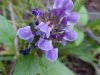 Heal-all; Self-heal (Prunella vulgaris)
