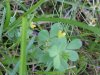 Black Medick (Medicago lupulina)