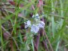 Germander Speedwell; Bird's-eye  Speedwell (Veronica chamaedrys)