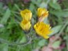 Yellow Hawkweed; King Devil (Hieracium caespitosum; Hieracium pratense; Hieracium floribundum)