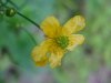 Common Buttercup (Ranunculus acris)