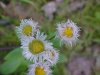 Philadelphia Fleabane (Erigeron philadelphicus)